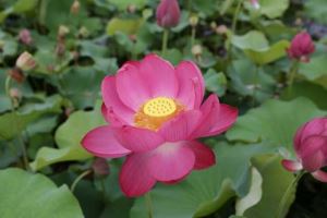 oppo手机蓝牙耳机怎么连接（oppo手机蓝牙耳机怎么连接不上）