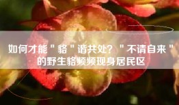 如何才能＂貉＂谐共处？＂不请自来＂的野生貉频频现身居民区