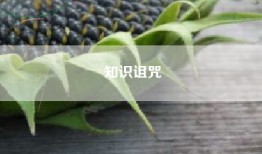知识诅咒
