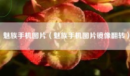 魅族手机图片（魅族手机图片镜像翻转）