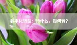 数字化转型：转什么，如何转？