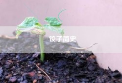 饺子简史