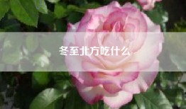 冬至北方吃什么