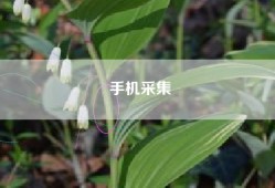 手机采集