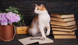 去日本留学一年需要花多少钱？可以怎么省钱