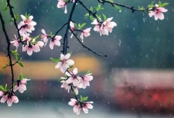 清明时节为何会雨纷纷？