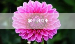 掌上识别王