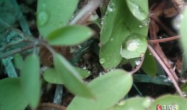 清明下雨的说法，清明下雨好还是晴天好