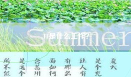IT是什么工作？