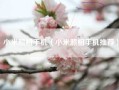 小米照相手机（小米照相手机推荐）