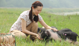 宁乡花猪，从乡村走向世界的“飞猪”之旅