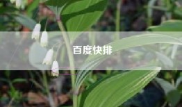 百度快排