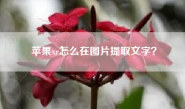 苹果xr怎么在图片提取文字？