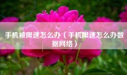 手机被限速怎么办（手机限速怎么办数据网络）