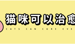 30张极品猫咪meme图，看完又哭又笑哈哈哈哈哈哈