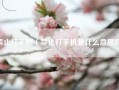 禁止打手机（禁止打手机是什么意思啊）