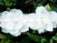 2000块的手机（2000块的手机属于什么档次）