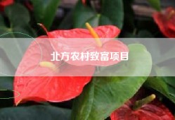 北方农村致富项目