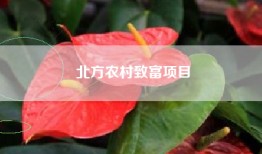 北方农村致富项目