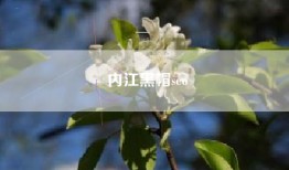 内江黑帽seo