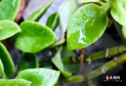 清明节下雨好还是不下雨好