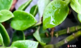 清明下雨的说法，清明下雨好还是晴天好
