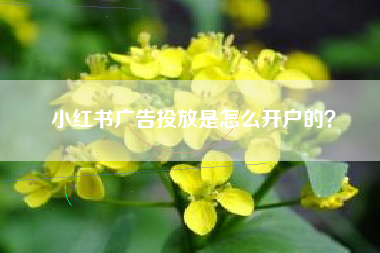 小红书广告投放是怎么开户的?